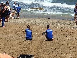 Archelon Sea Turtle Protection Society of Greece