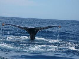 Baja Expeditions