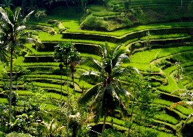 Tegalalang Rice Terrace