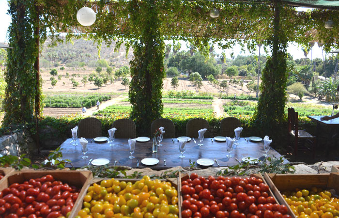Organic Farm Tour at Huerta Los Tamarindos