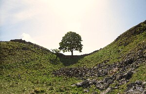 Sycamore Gap