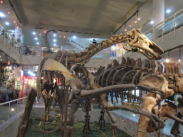 Paleozoological Museum of China