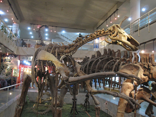 Paleozoological Museum of China