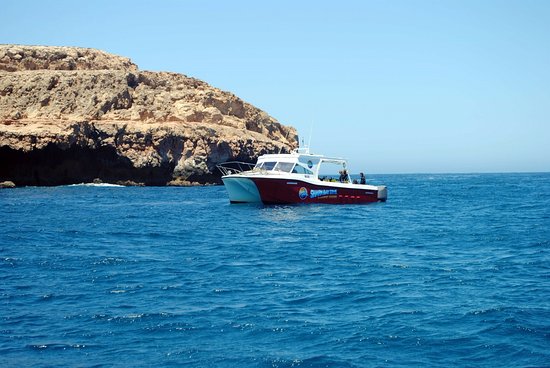 Shark Bay Dive and Marine Safaris