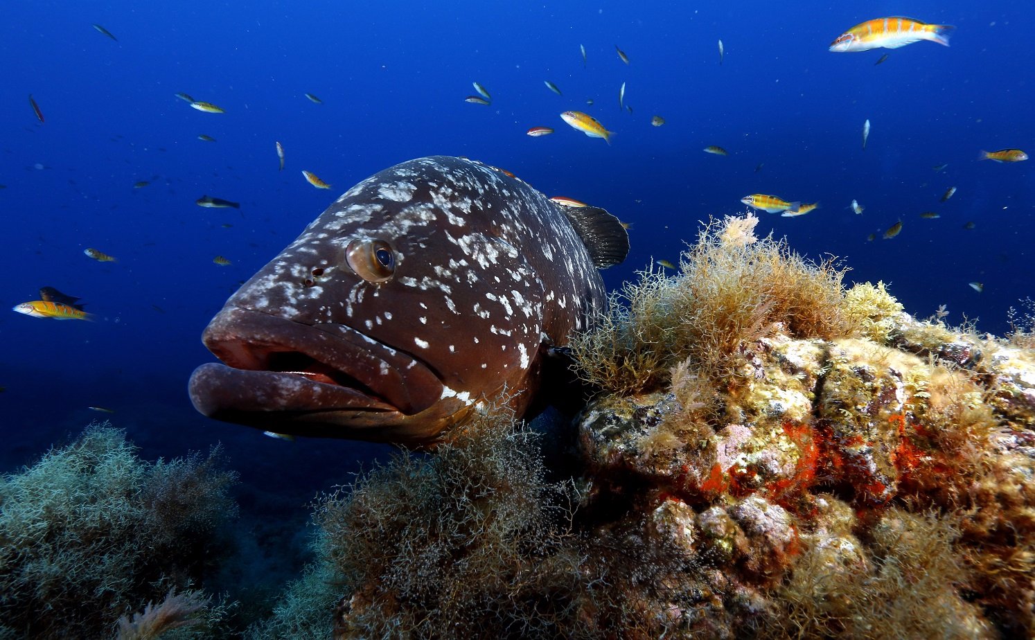 AzoresDiving - Dive Centre