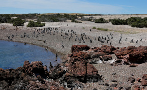 Trelew Argentina Wildlife Reserve