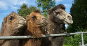 Austria Zoo and wildlife park