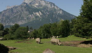 Salzburg Austria Zoo