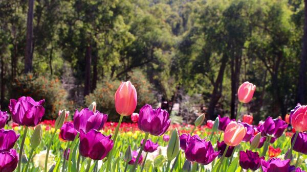 Araluen Botanic Park