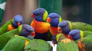 Palm Beach Australia Wildlife Sanctuary