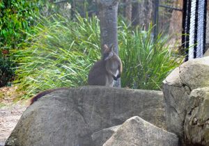 David Fleay Wildlife Park