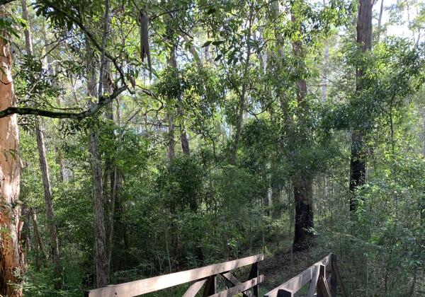Nerang National Park