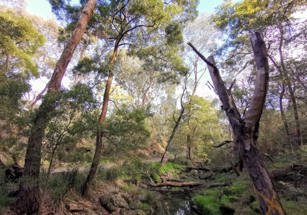 Damper Creek Reserve