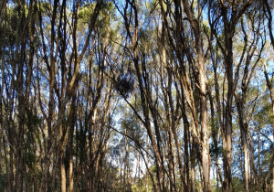 Mount Eliza Australia Historic Homestead