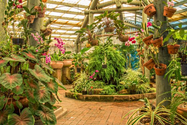 Queens Park Orchid House