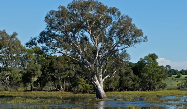 Sale Common Nature Conservation Reserve