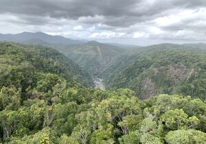 Daintree Rainforest