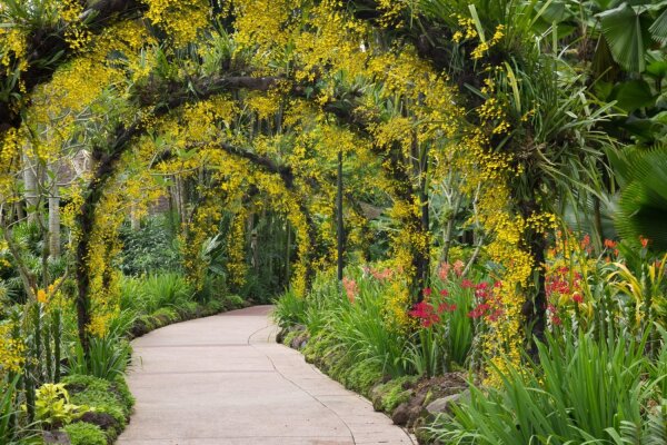 Brisbane Botanic Gardens Mt Coot-tha