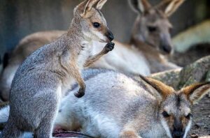 Hervey Bay Australia Wildlife Sanctuary