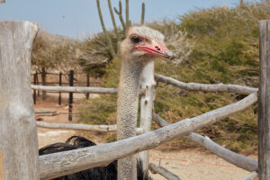 Tanki Leendert Aruba Farm