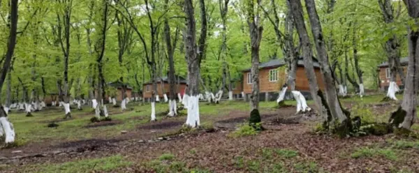 Qechresh Forest