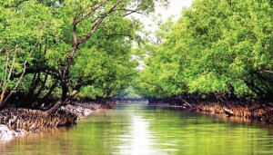 Satkhira Bangladesh National Park