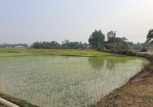 Parbatipur Bangladesh Lake