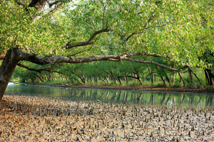 Morrelgonj Bangladesh National Park