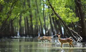 Khulna Bangladesh National Park