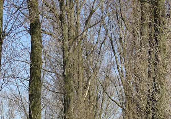 Torhout City Park