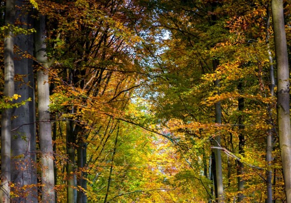 Arboretum Tervuren