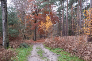 Flanders Belgium Forest