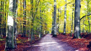 Sonian Forest