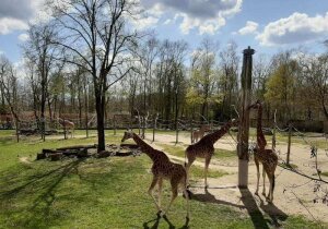 Planckendael Zoo
