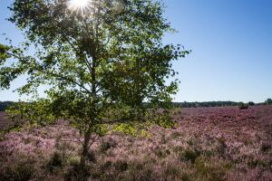 Kattenbosserheide
