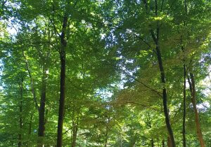 Buggenhoutbos