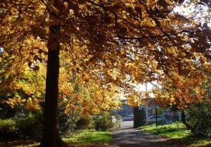 La Louviere Belgium City Park