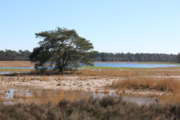 Grenspark Kalmthoutse Heide