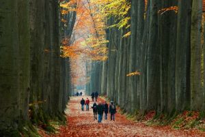 Sonian Forest