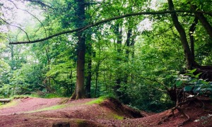 Fleurus Belgium Forest