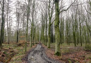 Natuurreservaat Het Leen