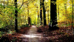 Sonian Forest
