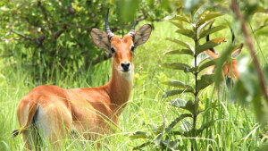 Burkina Faso Ranch