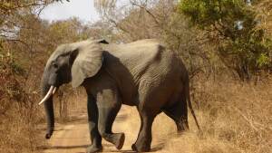 Toma Burkina Faso National Park