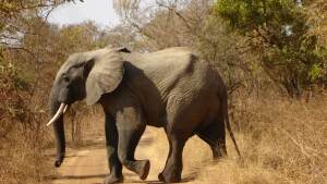 Reo Burkina Faso National Park