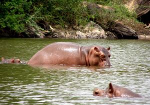 Mare aux Hippopotames de Bala