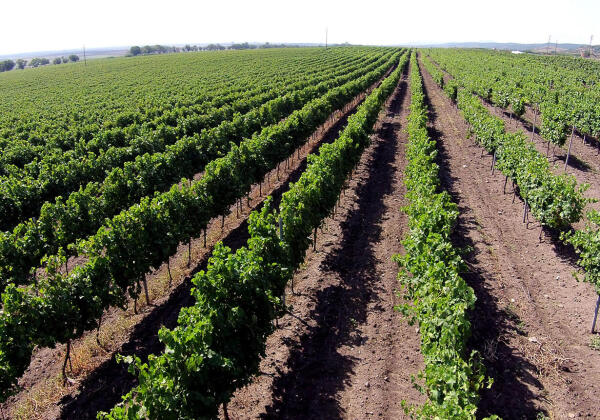 Karnobat Winery