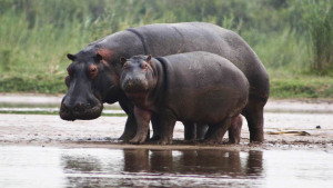Makamba Burundi National park