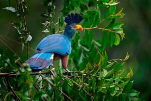 Kibira National Park