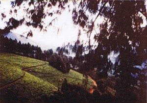 Rwegura Nature Reserve